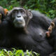 Chimpanzee Trekking in Kalinzu Forest, Uganda