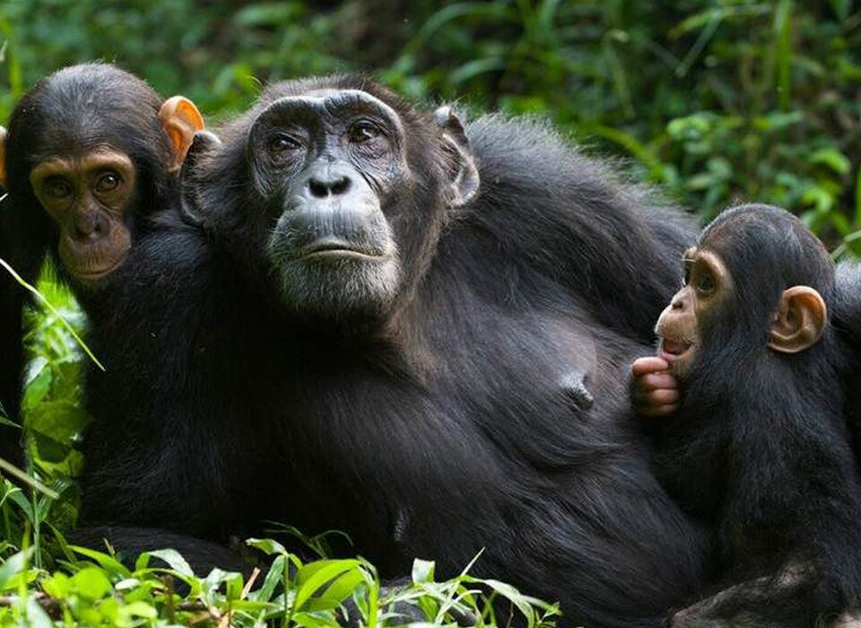 Chimpanzee Trekking in Kalinzu Forest, Uganda