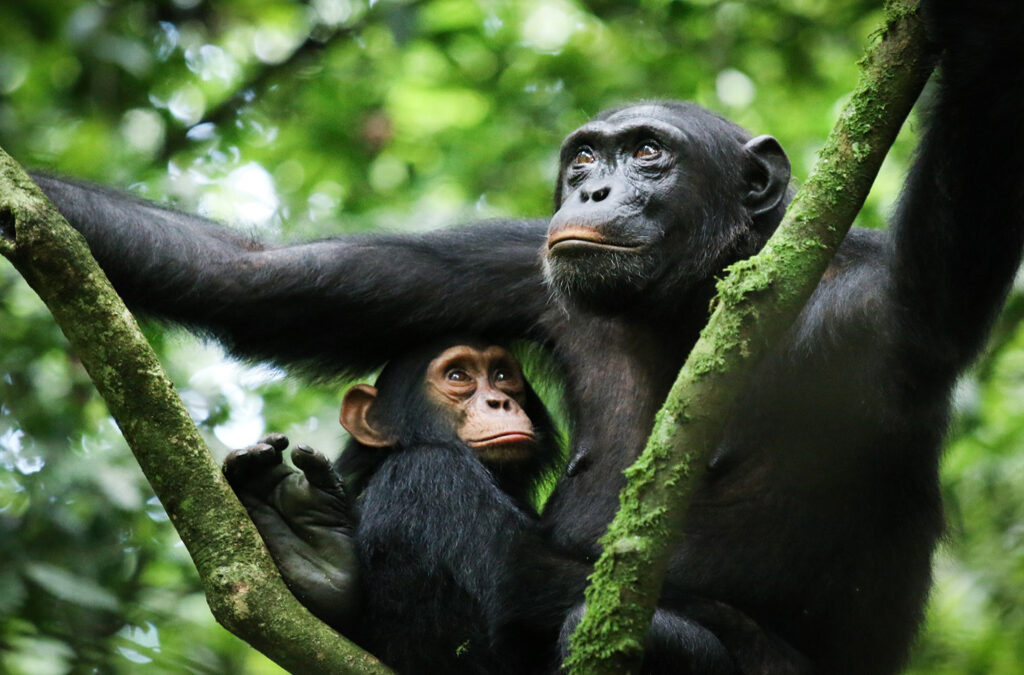 Morning chimpanzee trek in Kibale National Park