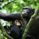 Morning chimpanzee trek in Kibale National Park