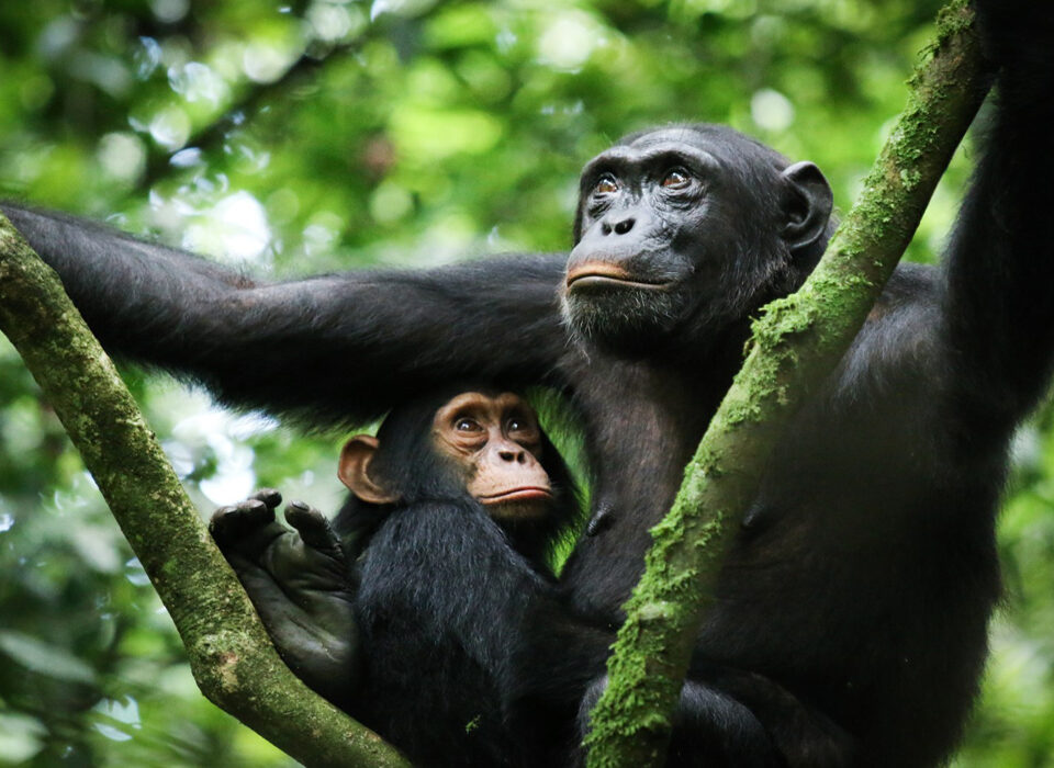 Morning chimpanzee trek in Kibale National Park