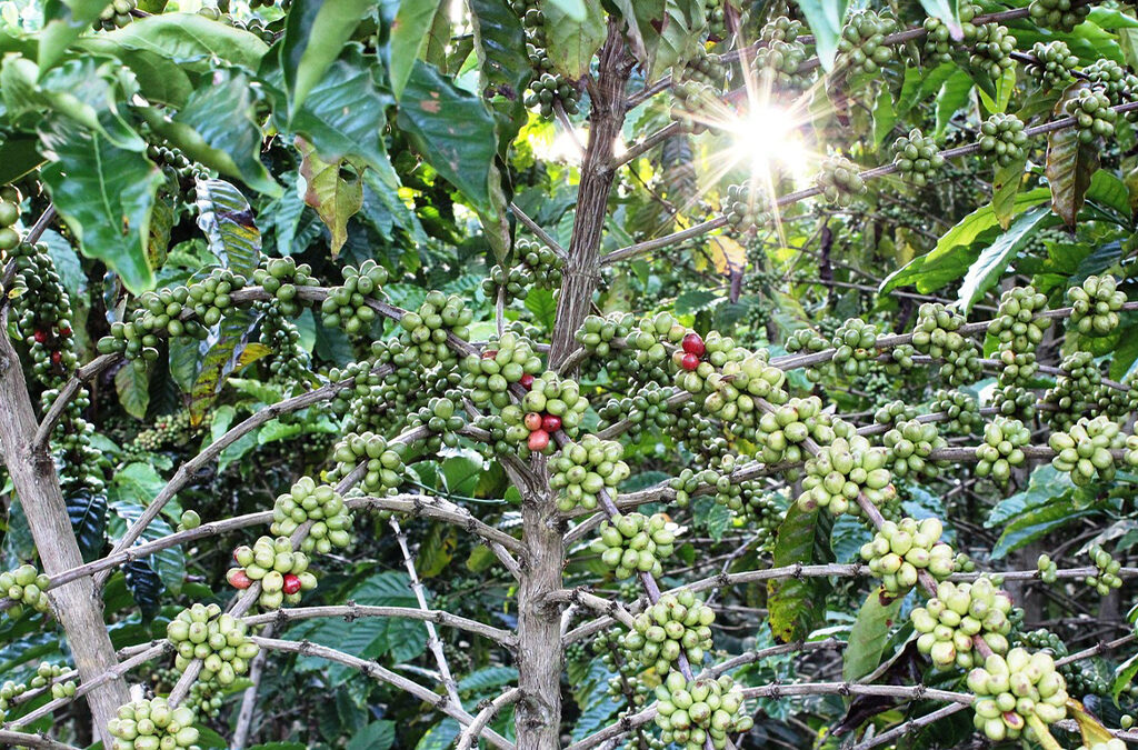 Coffee Tourism in Kisoro and Around Bwindi Forest