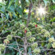Coffee Tourism in Kisoro and Around Bwindi Forest