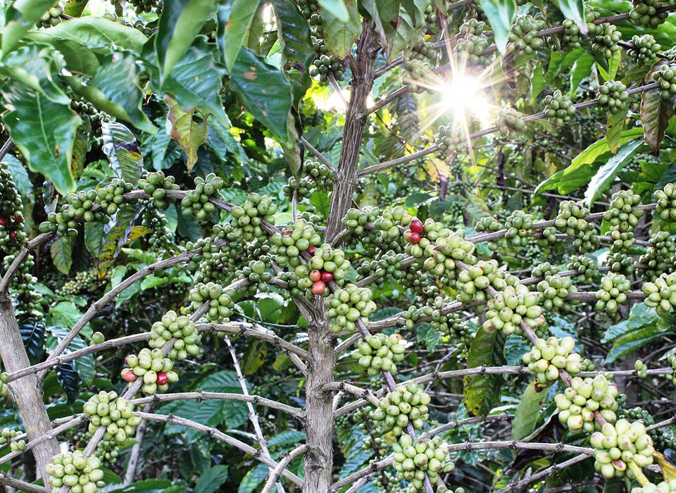 Coffee Tourism in Kisoro and Around Bwindi Forest