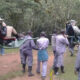 Cost of Hiring a Sedan Chair for Gorilla Trekking in Bwindi