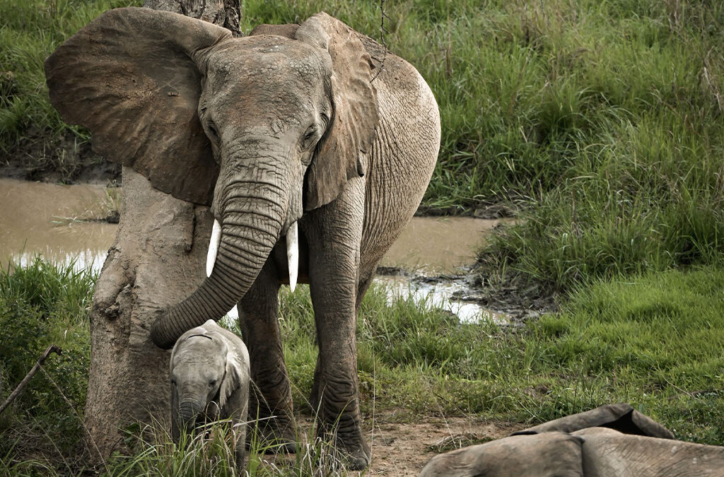When do elephants get their tusks