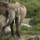 When do elephants get their tusks