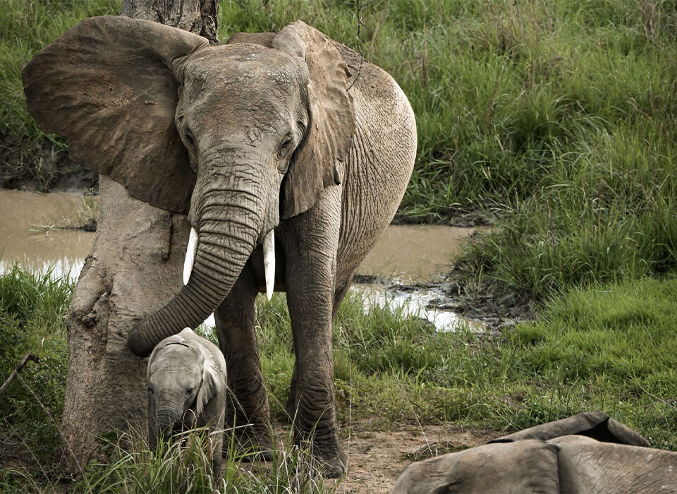 When do elephants get their tusks