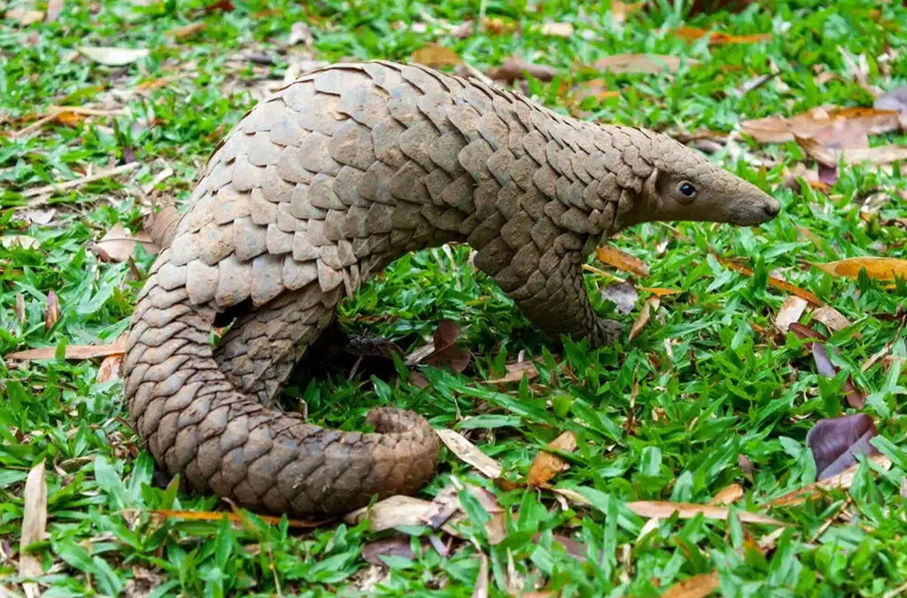 Where to Film Pangolins in Uganda