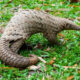 Where to Film Pangolins in Uganda