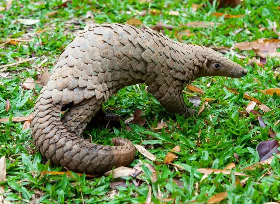 Where to Film Pangolins in Uganda