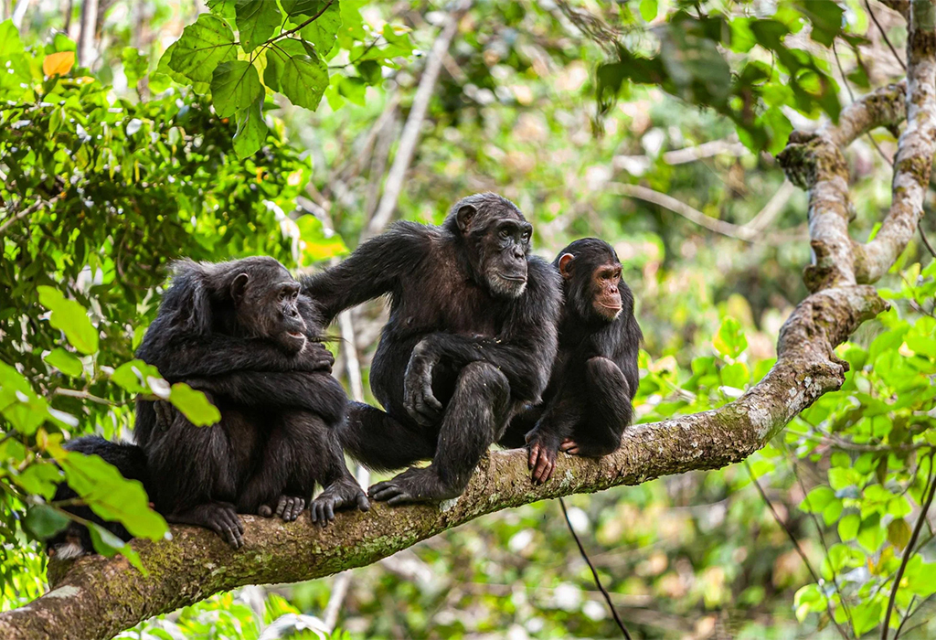 Gombe Stream National Park