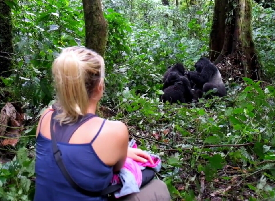 Is There a Gorilla Habituation Experience in Rwanda?