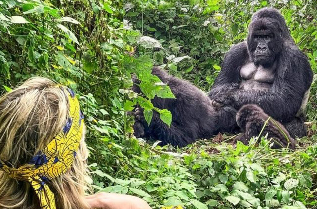 Photographing Mountain Gorillas