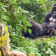 Photographing Mountain Gorillas