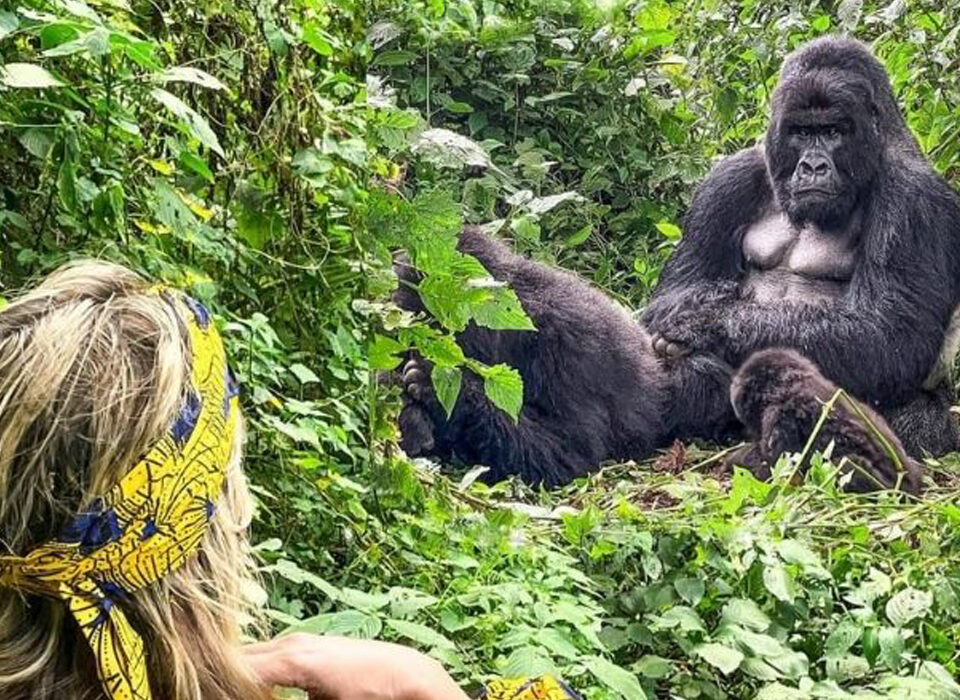 Photographing Mountain Gorillas