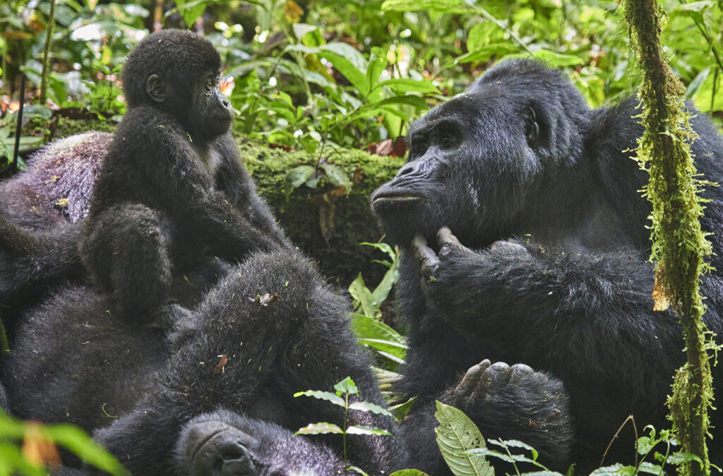 How to Spend 6 Days with Gorilla and Birding in Bwindi Impenetrable National Park