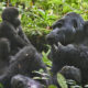 How to Spend 6 Days with Gorilla and Birding in Bwindi Impenetrable National Park