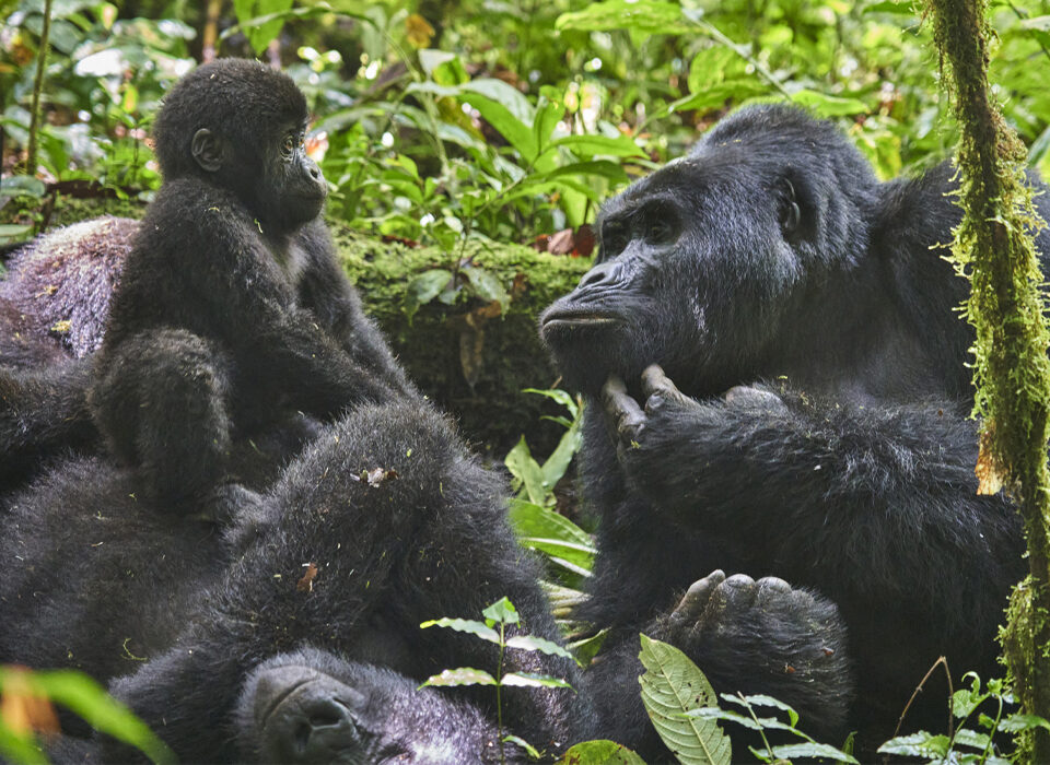 How to Spend 6 Days with Gorilla and Birding in Bwindi Impenetrable National Park