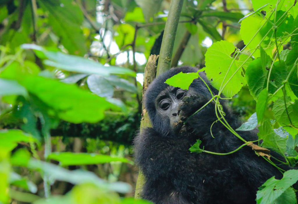 What Makes Gorillas So Special