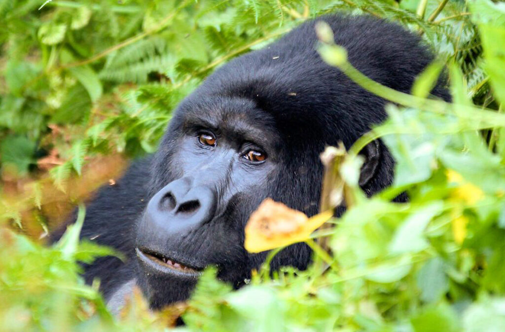 Are You Guaranteed to See Gorillas in Rwanda?