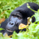 Are You Guaranteed to See Gorillas in Rwanda?