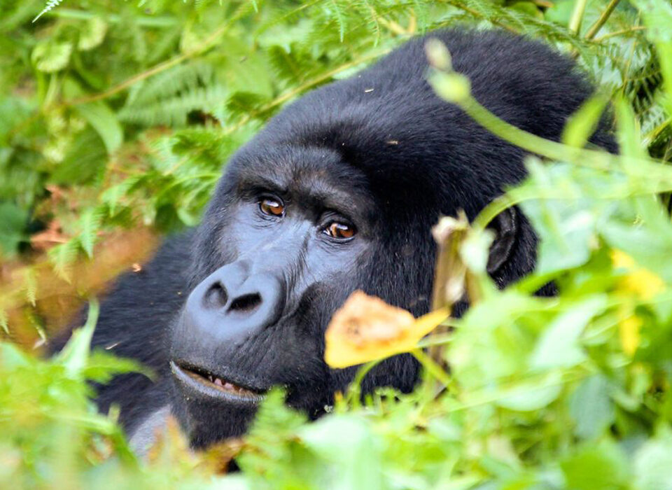 Are You Guaranteed to See Gorillas in Rwanda?