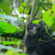 What to Pack for a Multi-Primate Safari in Rwanda