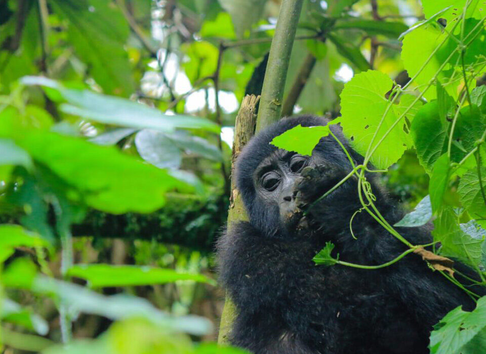What to Pack for a Multi-Primate Safari in Rwanda
