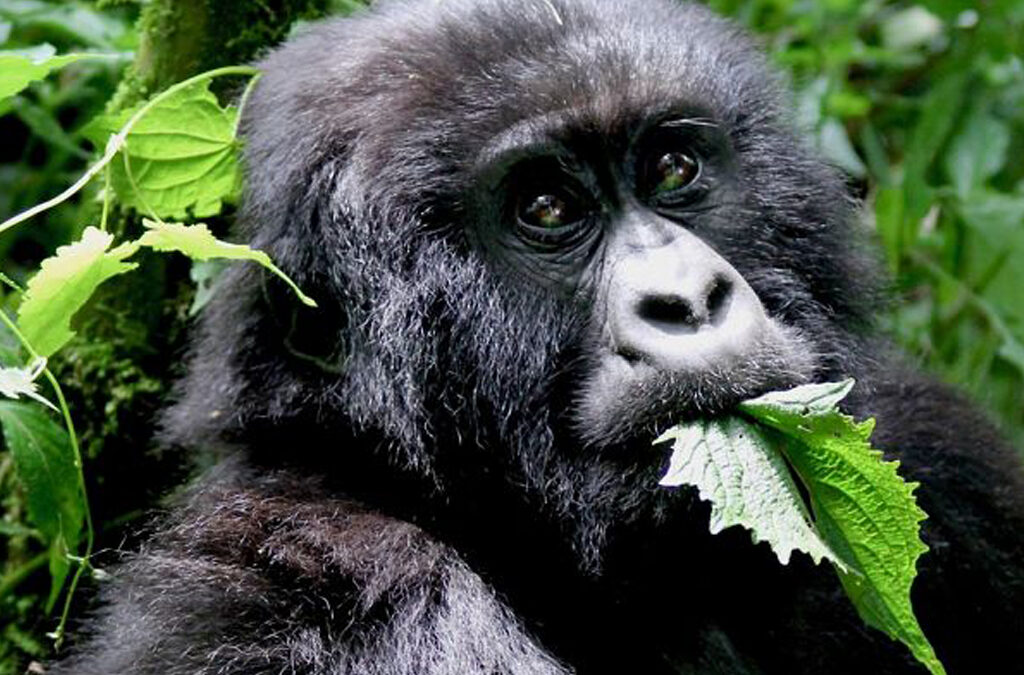 Is Gorilla Trekking in Uganda Ethical?