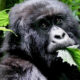 Is Gorilla Trekking in Uganda Ethical?