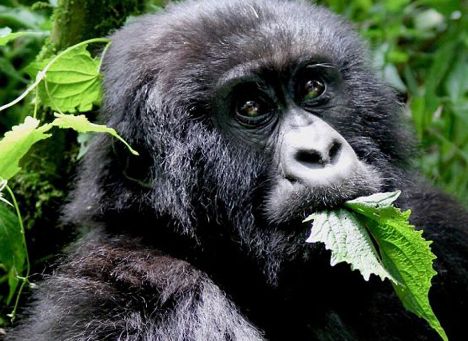 Is Gorilla Trekking in Uganda Ethical?