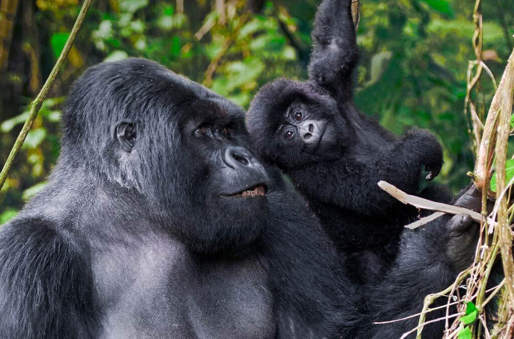 Why is Gorilla Trekking the Best Safari Experience in Rwanda?