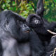 Why is Gorilla Trekking the Best Safari Experience in Rwanda?
