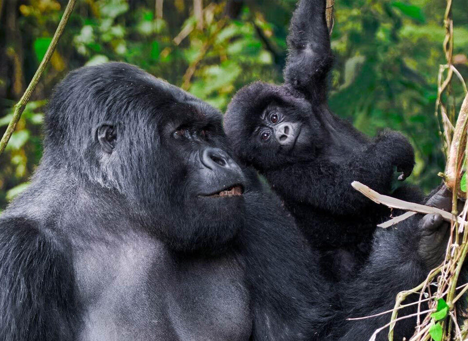 Why is Gorilla Trekking the Best Safari Experience in Rwanda?