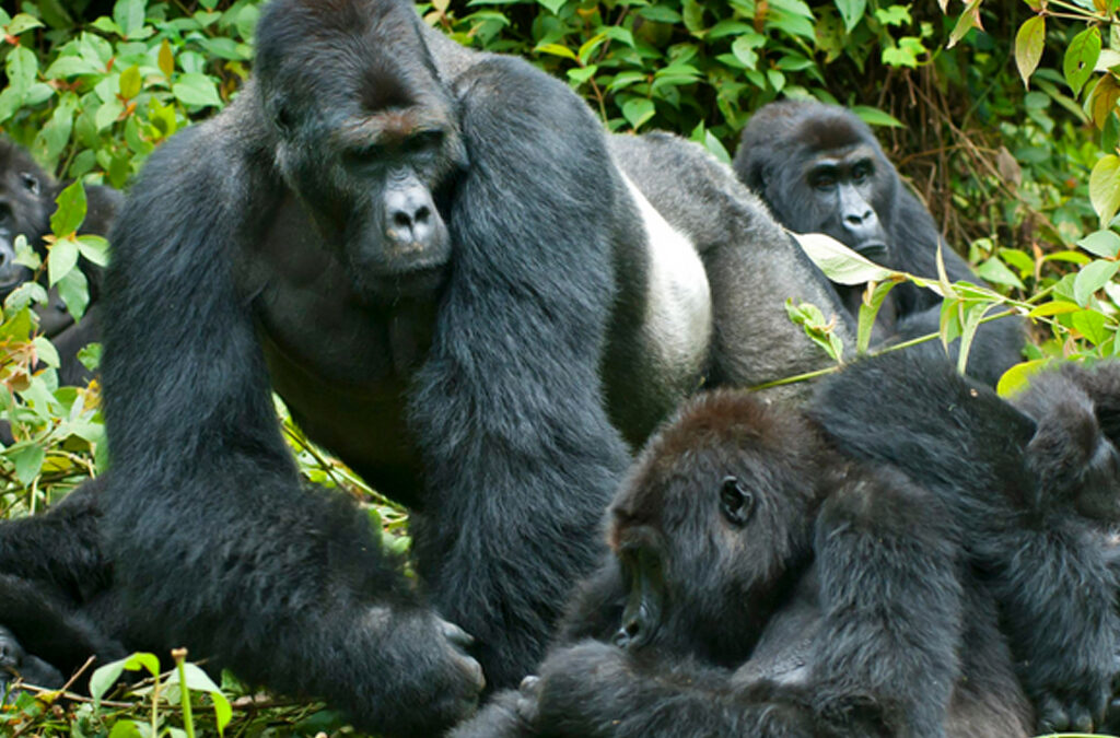 Can I Trek Gorillas Twice?