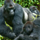 Can I Trek Gorillas Twice?