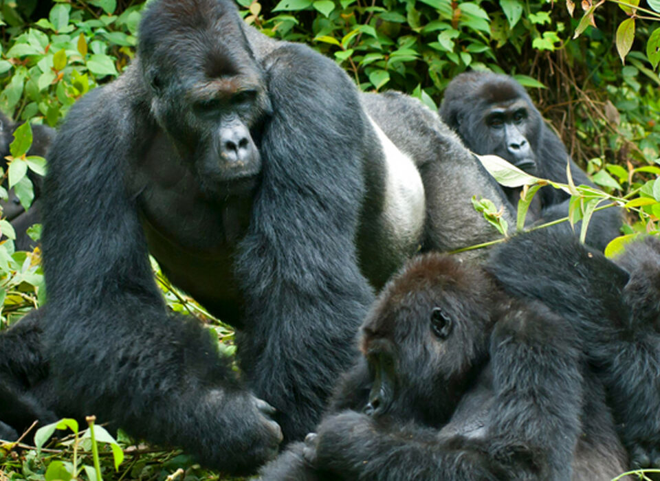 Can I Trek Gorillas Twice?
