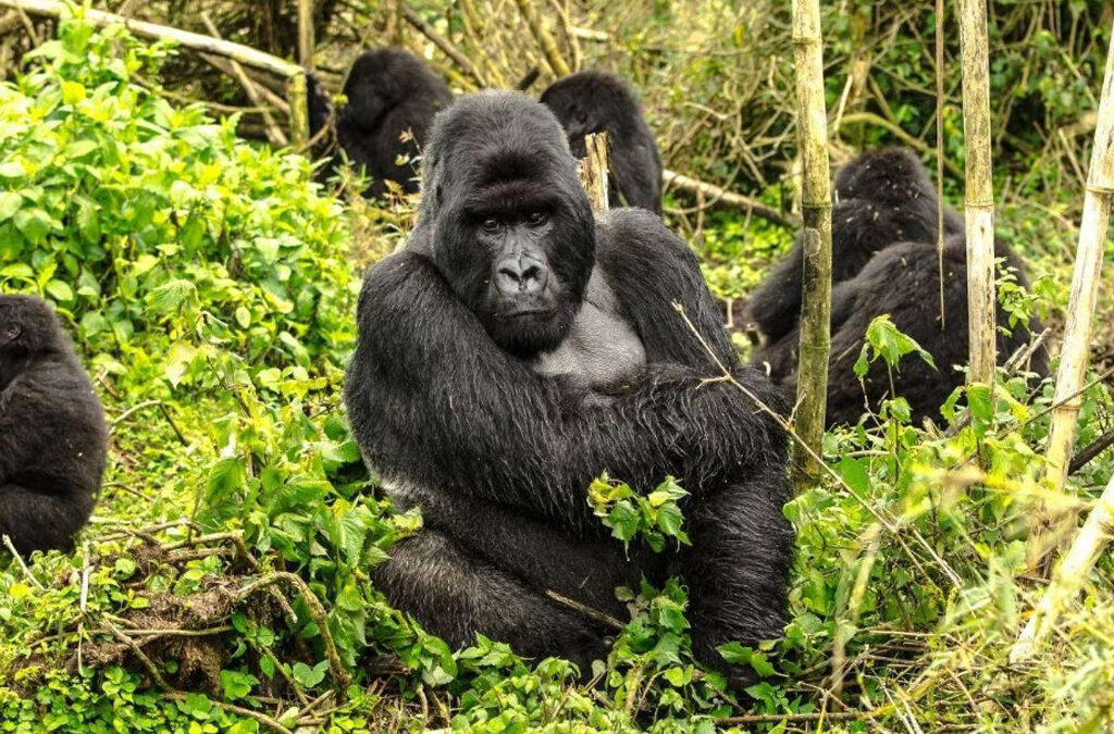 How to Prepare for Gorilla Trekking in Africa