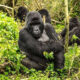 How to Prepare for Gorilla Trekking in Africa