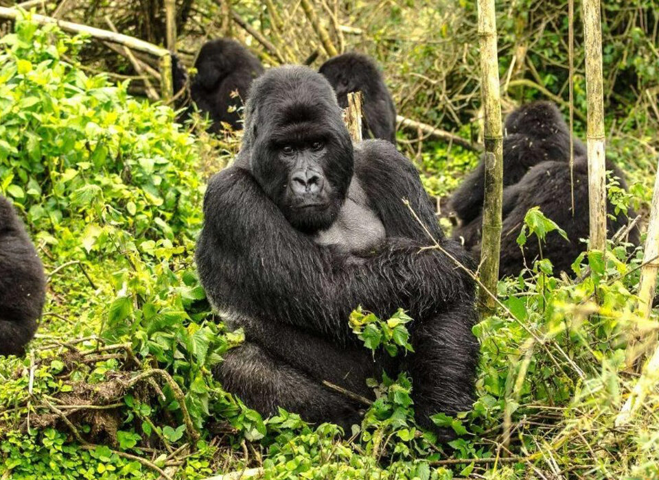 How to Prepare for Gorilla Trekking in Africa