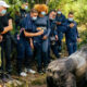 How to Behave in Front of a Gorilla