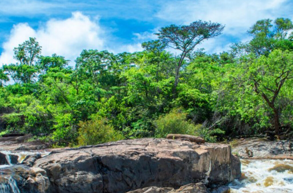 Why Uganda Wildlife Safaris Offer More Than Gorilla Encounters
