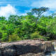 Why Uganda Wildlife Safaris Offer More Than Gorilla Encounters