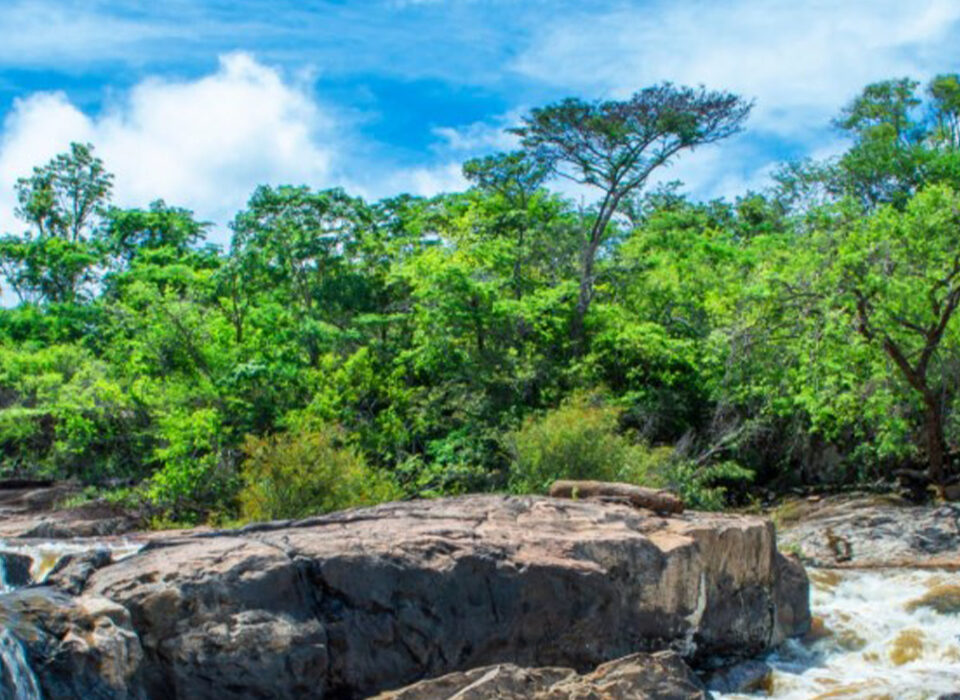 Why Uganda Wildlife Safaris Offer More Than Gorilla Encounters