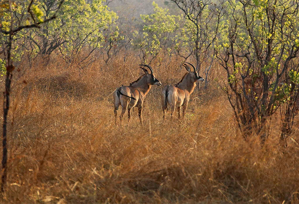 Katavi National Park