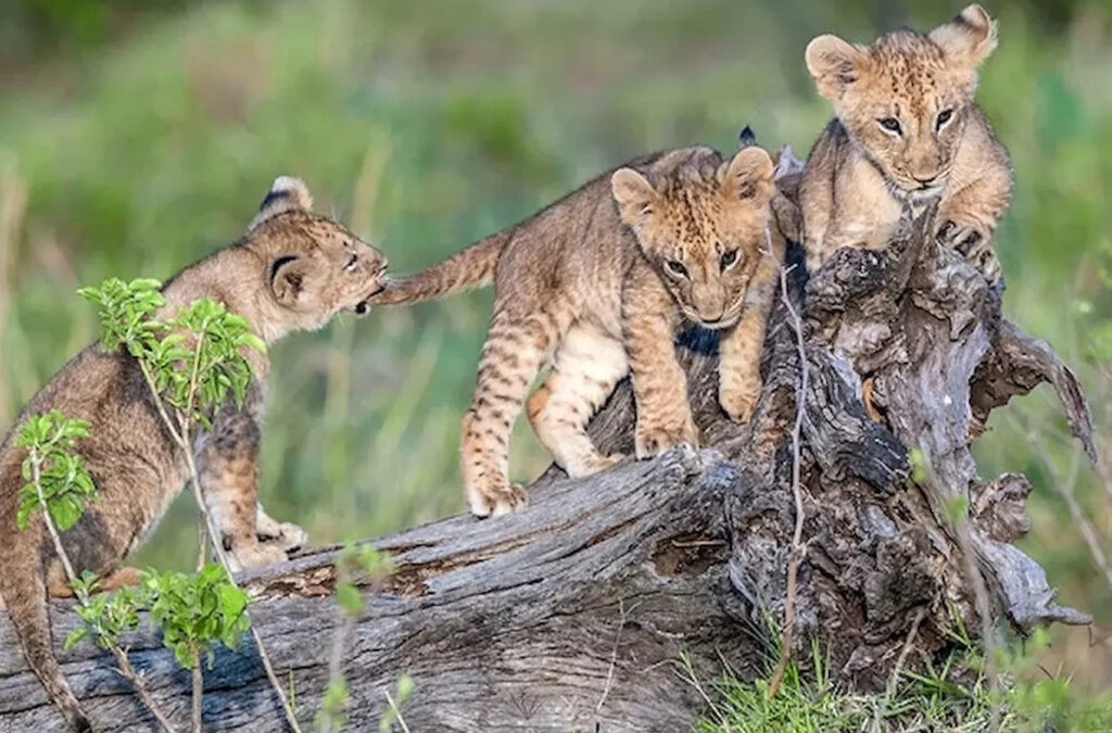 Where to See Lions in Tanzania
