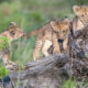 Where to See Lions in Tanzania