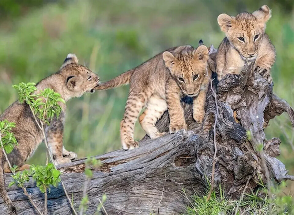 Where to See Lions in Tanzania