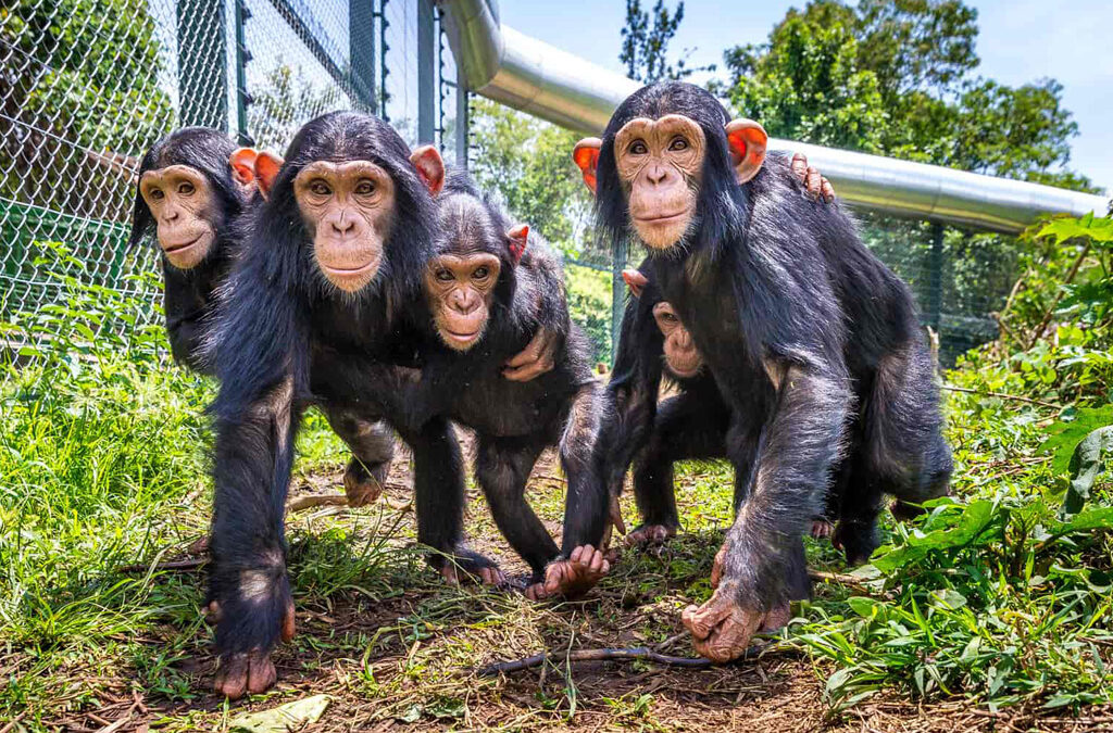 Lwiro Chimpanzee Sanctuary in Congo